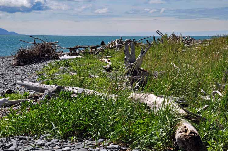 beach and driftwood